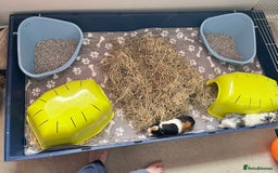 Guinea Pig rodents for sale: Male guinea pigs with cage and accessories  - Image 14