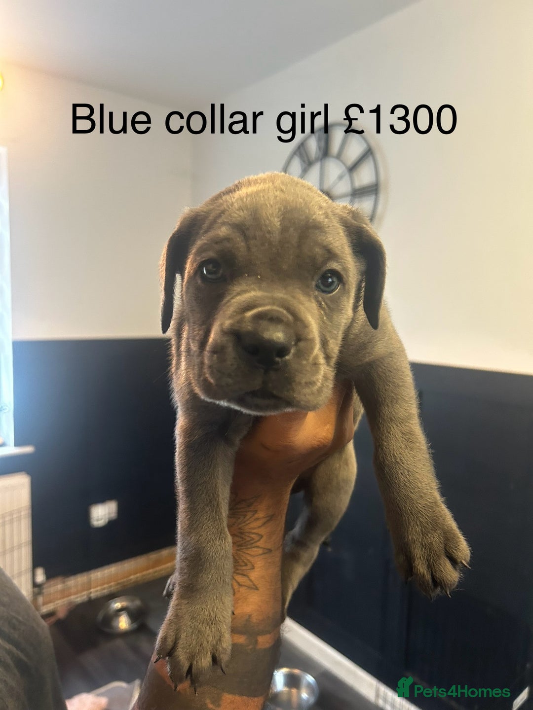 Cane Corso dogs for sale: Cane Corso Puppies  - Advert 5