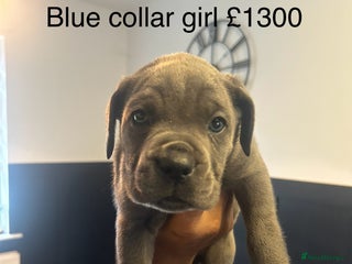 Cane Corso dogs Cane Corso Puppies - Advert 2