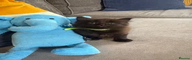 Green Collar