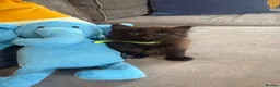 Mixed Breed cats for sale: Beautiful Kittens For Sale - Advert 27