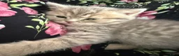 Scottish Fold cats for sale: Scottish Straight kittens in Edgware - Advert 6