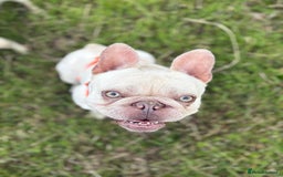 French Bulldog dogs for stud: BBeau T - Image 4