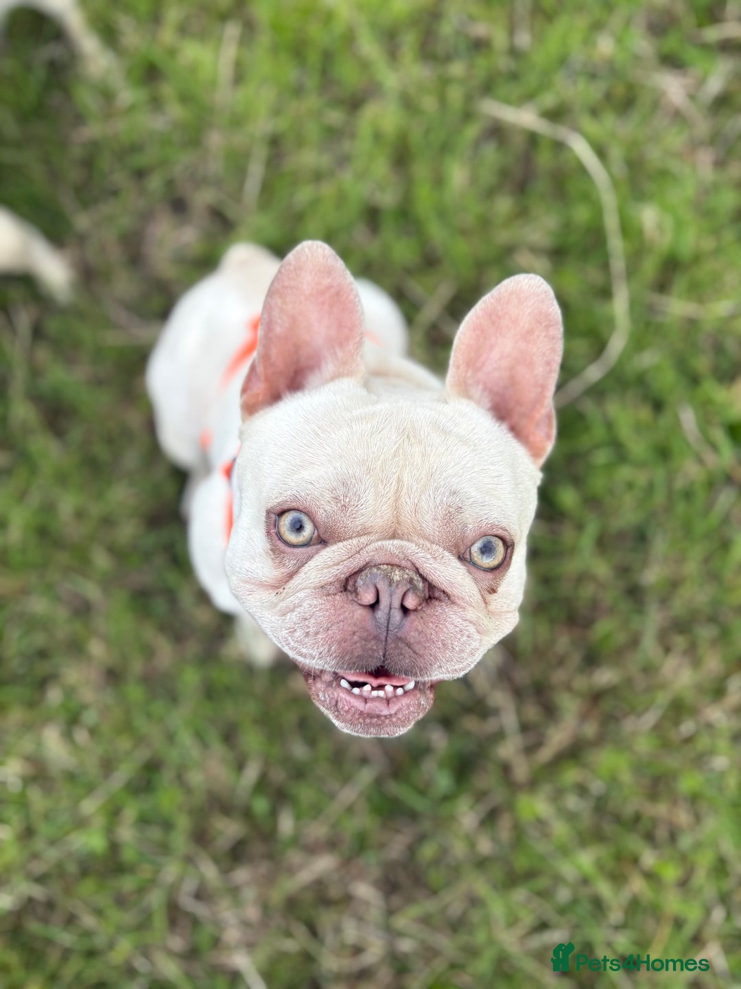 French Bulldog dogs for stud: BBeau T - Image 4