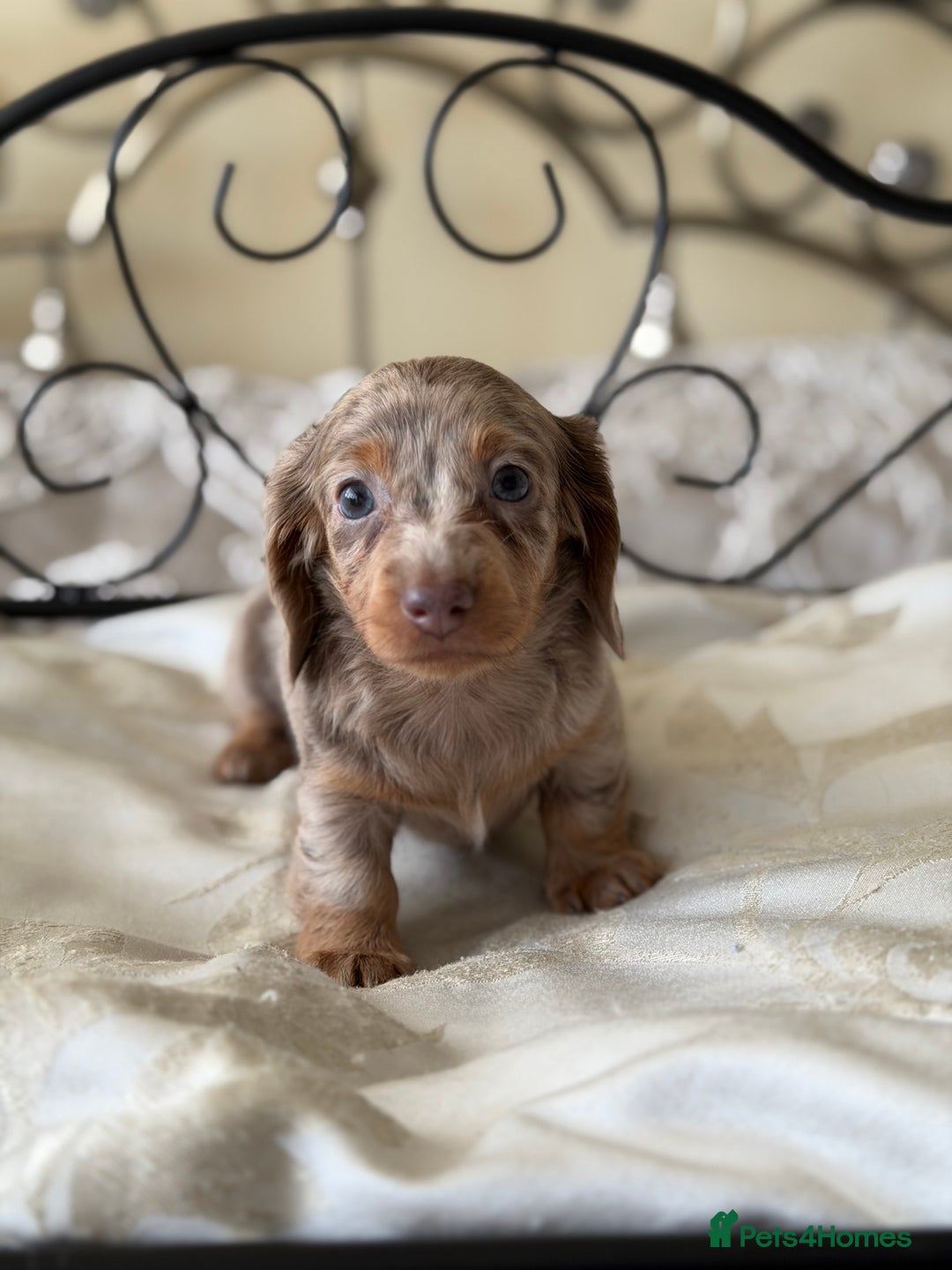 Miniature Dachshund dogs for sale: Miniature dachshund puppies - Advert 13