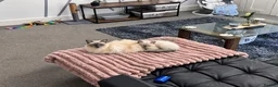 Ragdoll cats for sale: Last ragdoll kitten  - Advert 6