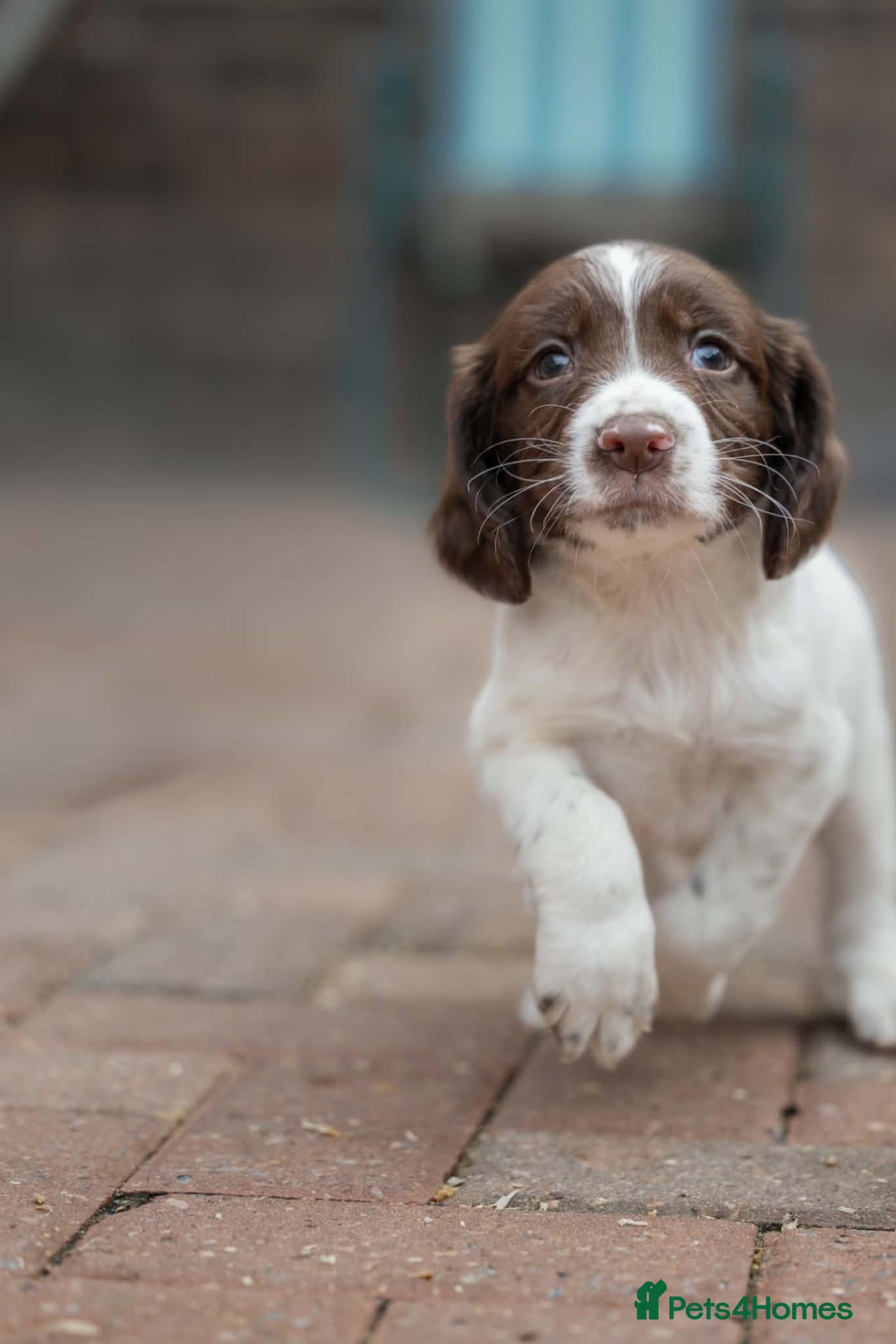 English Springer Spaniel dogs 2 Springer Spaniel Puppies - Advert 3