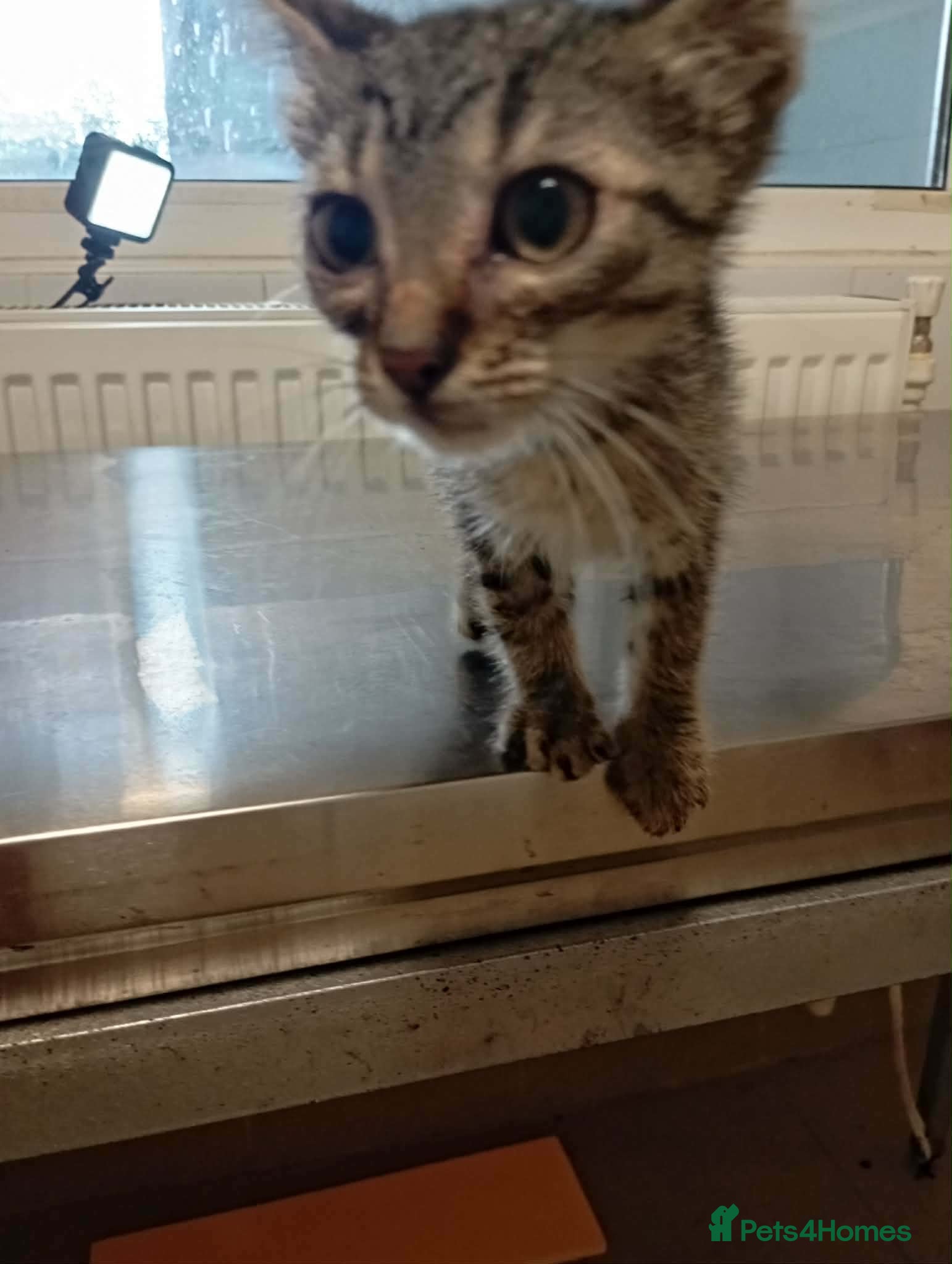 Mixed Breed cats Jaimie - deva Romania  - Advert 1
