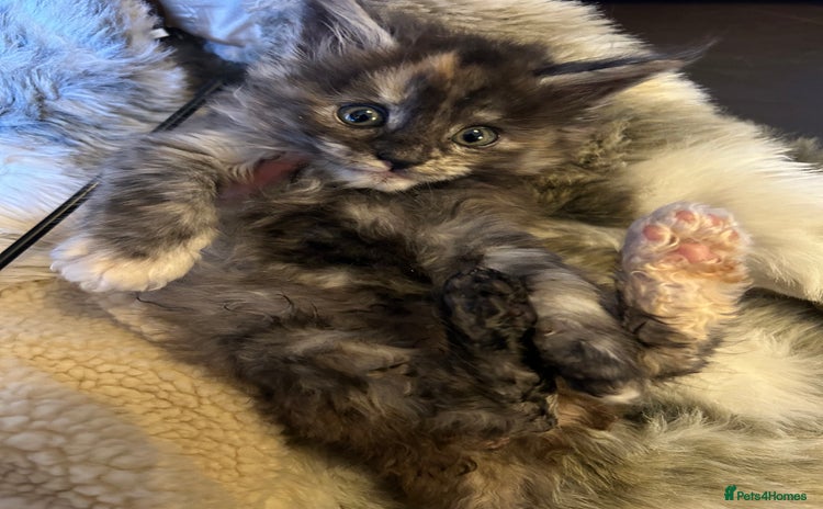 Maine Coon cats Stunning XL Purebred Main coons -last kitten! - Advert 2