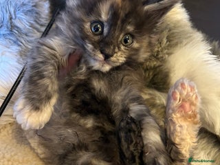 Maine Coon cats Stunning XL Purebred Main coons -last kitten! - Advert 7