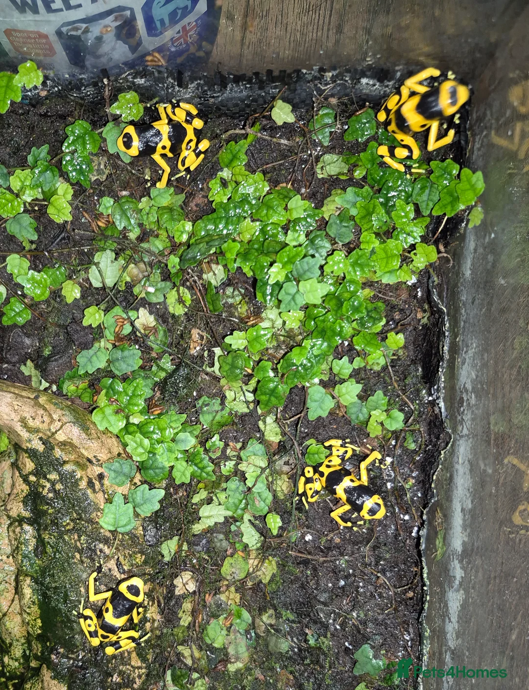 Frog reptiles for sale: Bumblebee frogs(Dendrobates tinctorius)accessories - Advert 8