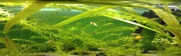 Shrimps fish for sale: Shrimp and guppies for sale in Northampton - Advert 6