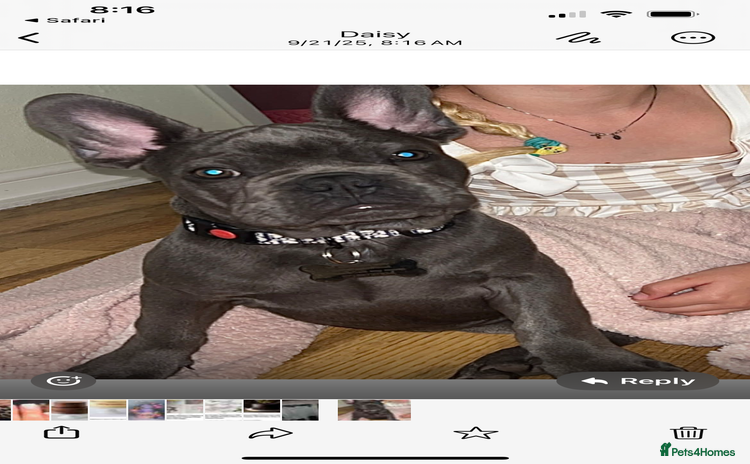 French Bulldog dogs - Advert 11