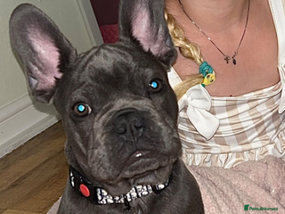 French Bulldog dogs - Advert 13
