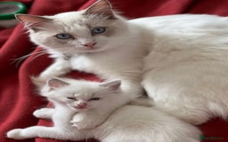 Ragdoll cats for sale: Lilac bicolour and mitted Ragdolls - Image 2
