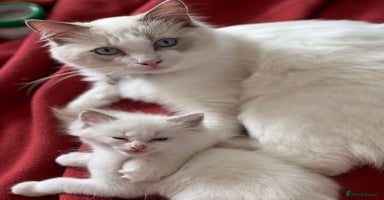 Ragdoll cats - Advert 1