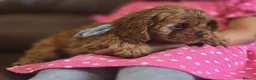 Cavapoo dogs for sale: Toy Cavapoo - Advert 11