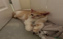 Domestic Shorthair cats for sale: Cream and white longhair cat  - Image 10