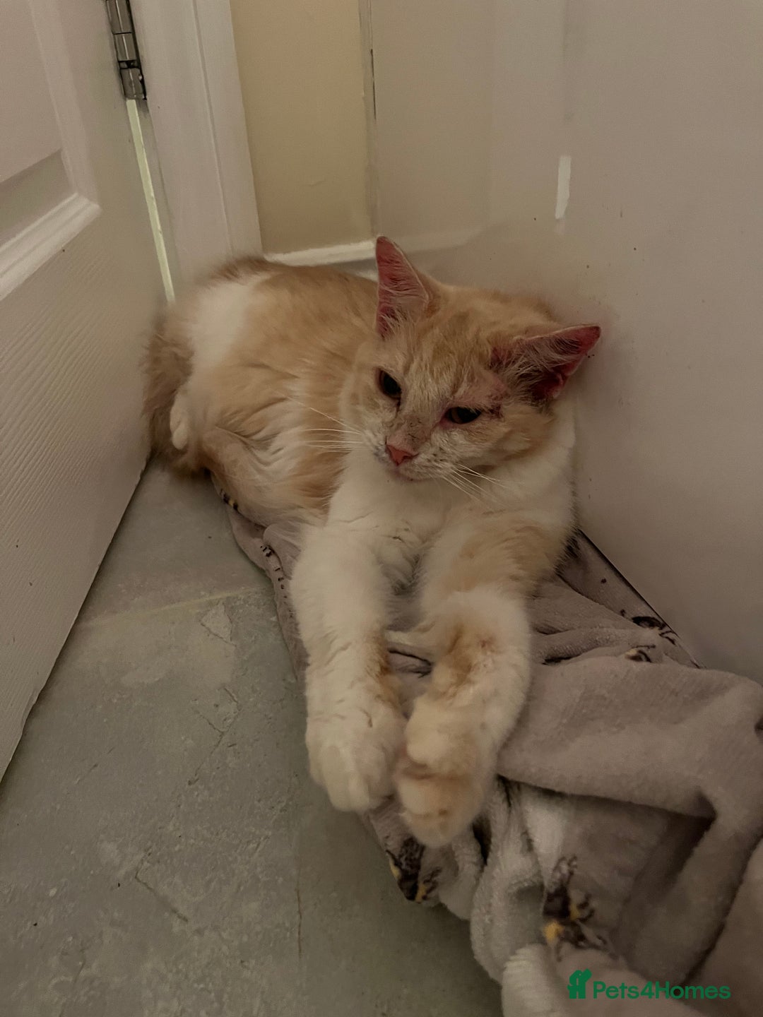 Domestic Shorthair cats for sale: Cream and white longhair cat  - Image 10