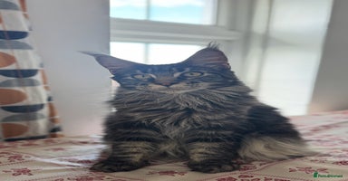 Maine Coon cats - Advert 12