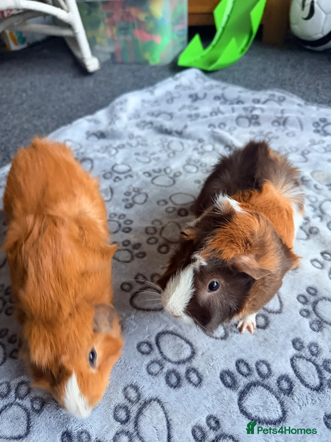 Guinea Pig rodents for sale: Pair of bonded boars (male guinea pigs) in Bournemouth - Advert 6