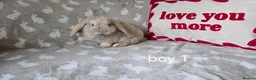 Mini Lop rabbits for sale: Mini lops for sale READY NOW - Advert 21