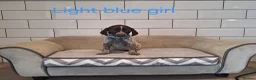German Shorthaired Pointer dogs for sale: 🤎🤍 KC reg German Shorthaired Pointers 🤍🤎 - Advert 5