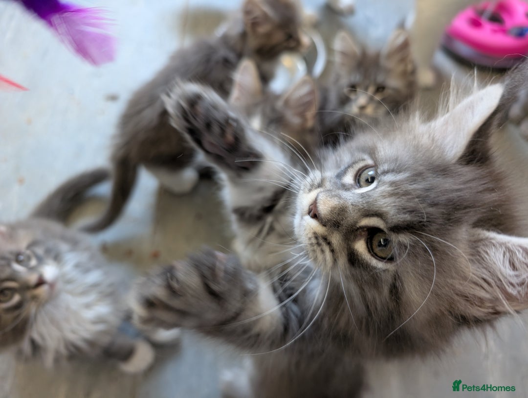 Maine Coon cats for sale: Maine Coon Kittens GCCF - Image 23