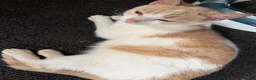 Mixed Breed cats for sale: Lovely cute boy kitten white & ginger  - Advert 1