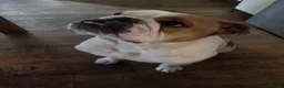 English Bulldog dogs for sale: English bulldog - Advert 3