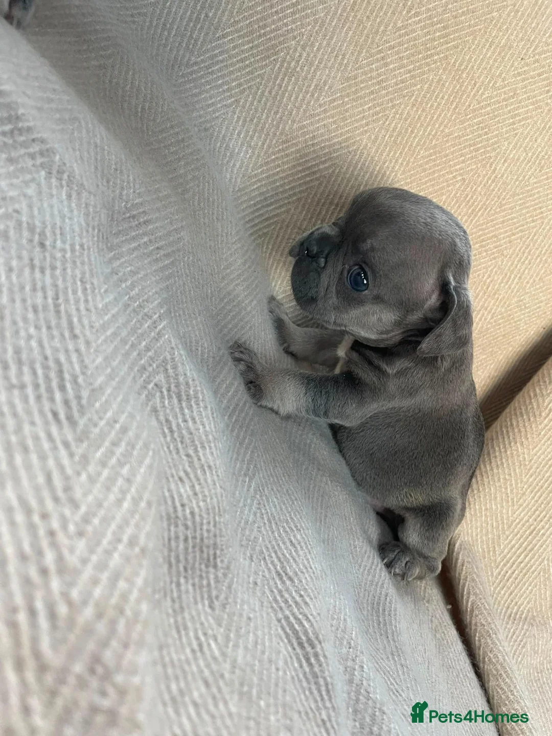 French Bulldog dogs for sale: French bulldog puppy's  - Advert 17