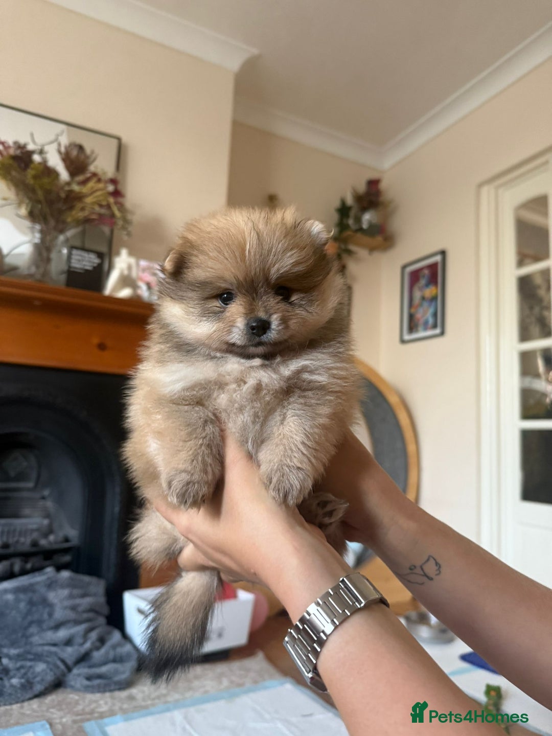 Pomeranian dogs for sale: Pomeranian pups - Image 6