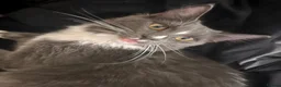 Mixed Breed cats for sale: 4 cats looking to be re homed  - Advert 3