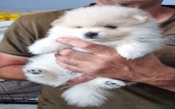 Pomeranian dogs for sale: 3 male Pomeranian puppies, 1 cream, 2 cream sable. - Image 11