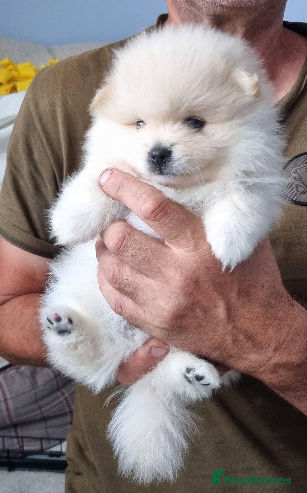 Pomeranian dogs for sale: 3 male Pomeranian puppies, 1 cream, 2 cream sable. - Image 11