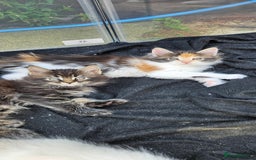Maine Coon cats for sale: Last female. Tortie with white.  - Image 7