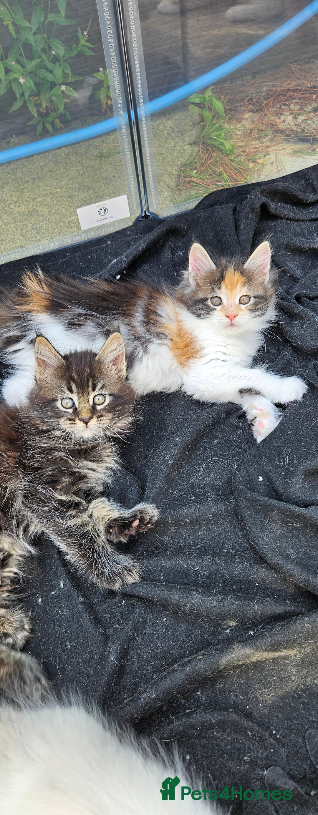 Maine Coon cats for sale: Last female. Tortie with white.  - Image 7