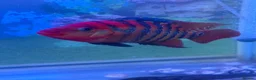 Cichlids fish for sale: Cichlids and catfish for sale (large 2 years old) - Advert 2