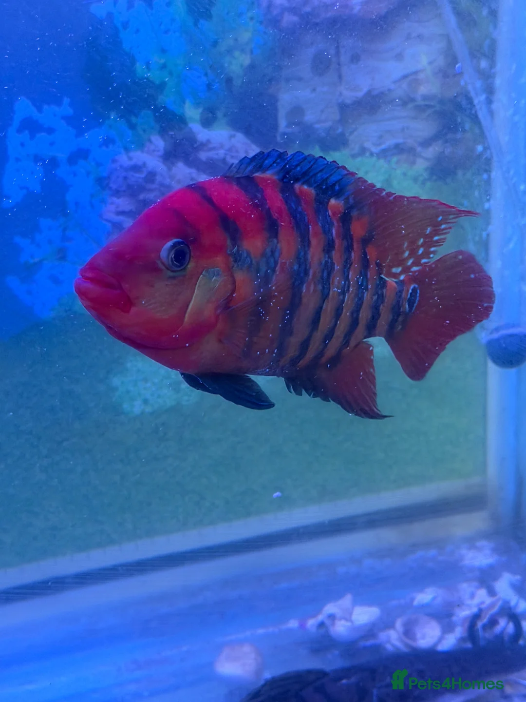 Cichlids fish for sale: Cichlids and catfish for sale (large 2 years old) - Advert 2