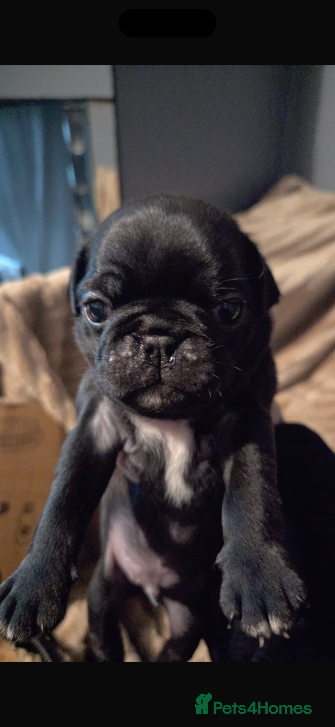 Pug dogs for sale: Pug pups for sale - Advert 5