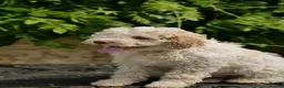 Lagotto Romagnolo dogs for sale: Lagotto Romagnolo - Advert 22