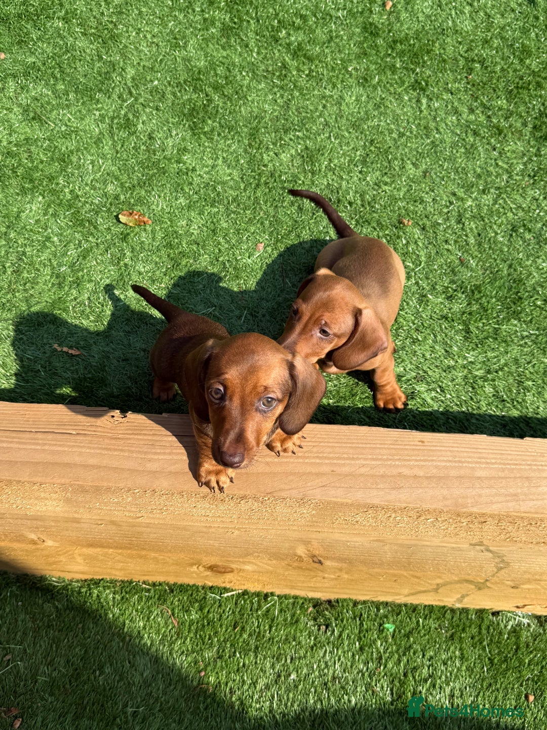 Miniature Dachshund dogs for sale: 5 miniature dachshund puppies  - Image 2