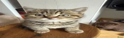 British Shorthair cats for sale: British short hair kittens - Advert 5