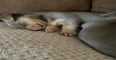 Jack Russell dogs - Advert 1