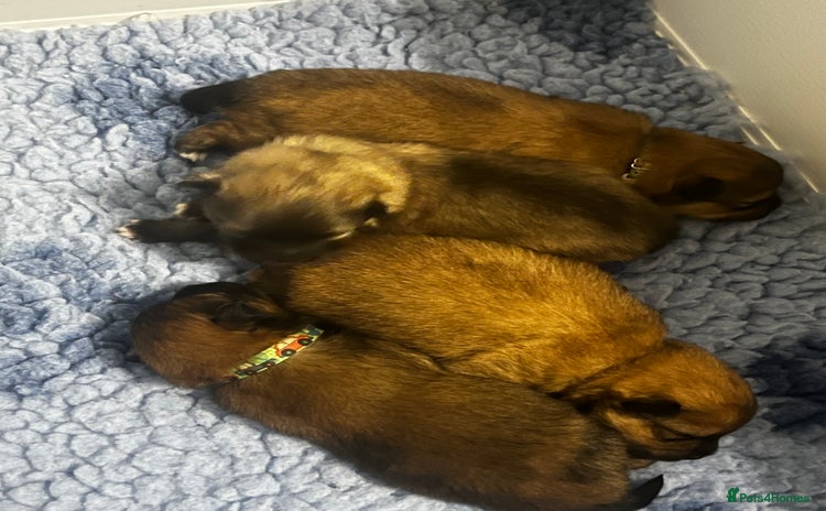 Pomeranian dogs - Advert 1