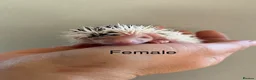 Pygmy Hedgehog rodents for sale: Gorgeous litter for Sale!  - Advert 14