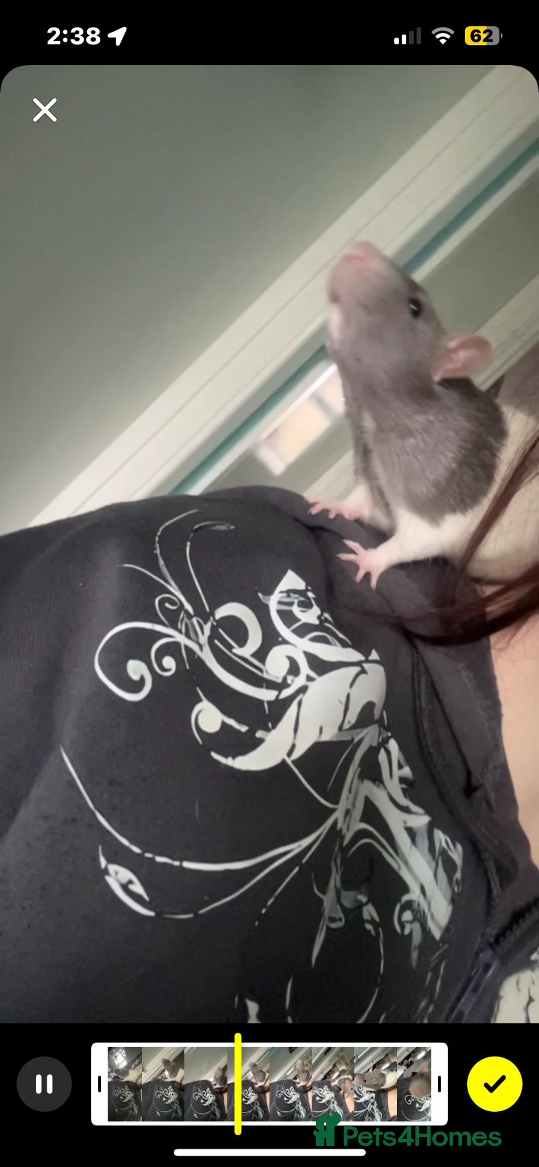 Rat rodents for sale: 2 rat brothers.  in Swindon - Advert 2