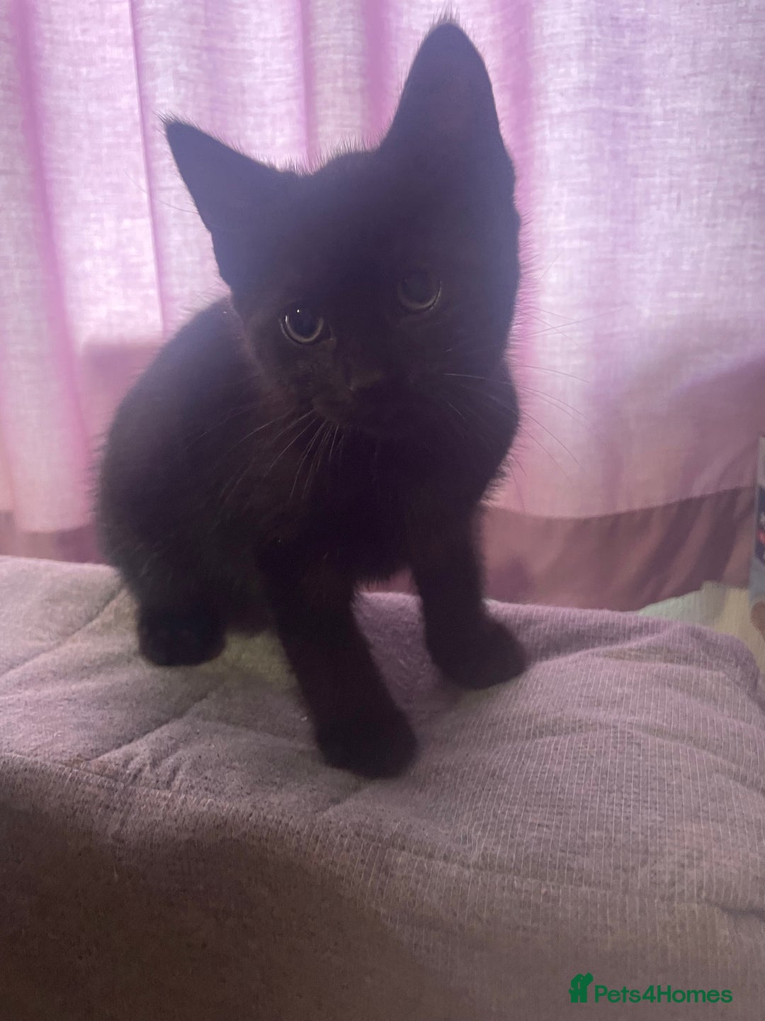 Domestic Shorthair cats for sale: Kittens for sale  - Image 5