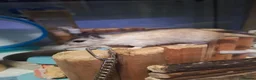 Gerbil rodents for sale: 2 Male Baby gerbils! - Advert 4