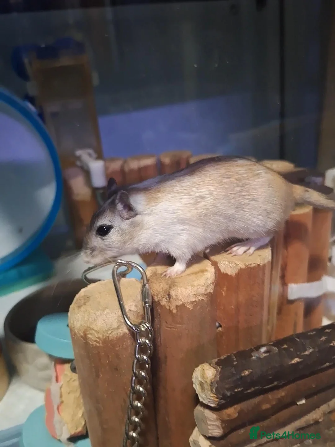 Gerbil rodents for sale: 2 Male Baby gerbils! - Advert 4